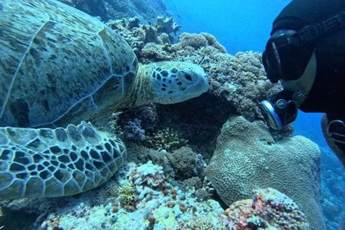 Live your love for Diving